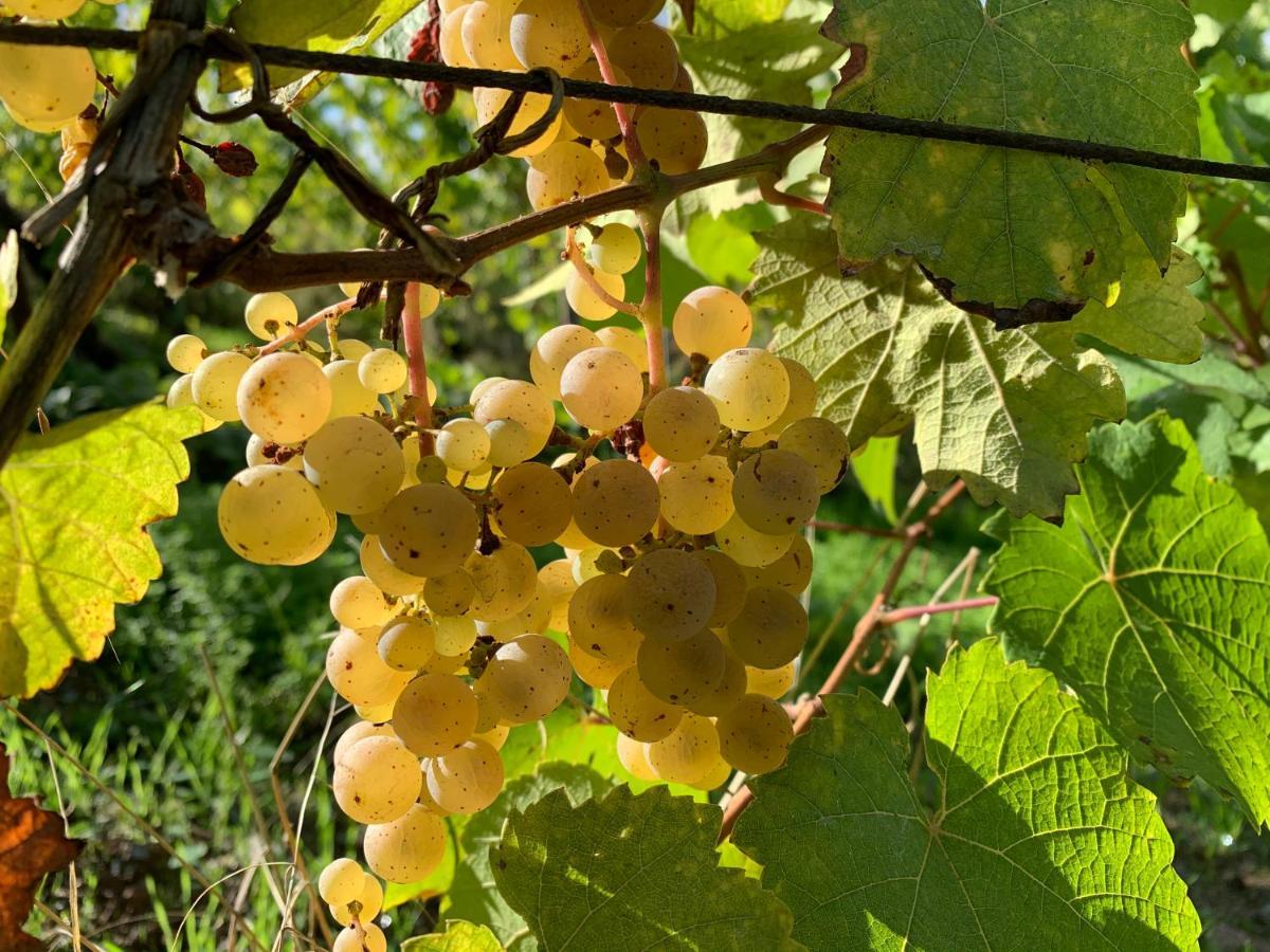 Holiday home Zur Alten Rebe Und Weingut *